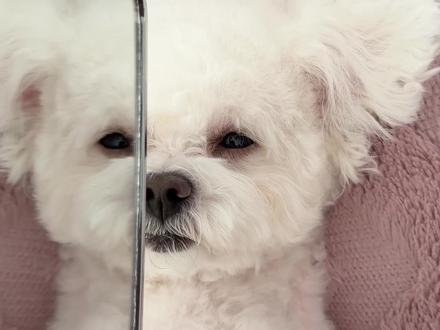 姐姐平时都化这么浓的妆吗…
#萌宠 #宠物日常 #不养狗不知道养狗的喜悦