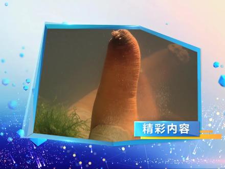 #科普中国 #临汾科普 长相奇特的象拔蚌
