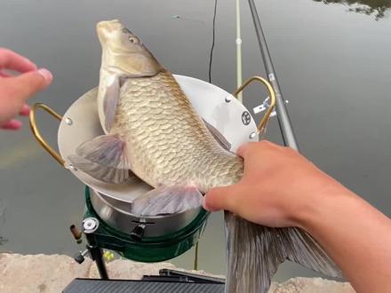 4斤6两大鲫鱼,带你第一视角感受它的手感 #生活服务热点中心 #原来钓鱼才是抖音运动顶流 #巧渔夫龙战尊 #巧渔夫新年第一竿