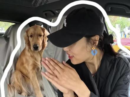 带狗自驾|大型犬乘车安全的3个保命细节#带着宠物去看世界 #创作者中心 #创作灵感 #狗狗乘车 #狗狗车载好物