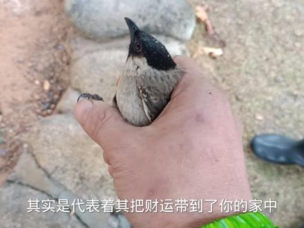 1只鸟进屋是什么兆头,咱们了解一下