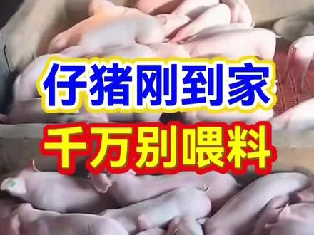 仔猪刚到家,千万别给它喂料#养猪人 #仔猪 #养猪技术 #养猪知识 #养猪