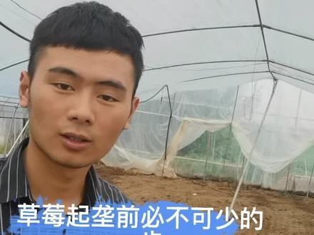 你们是怎么上底肥的呢?欢迎评论区讨论#草莓技术分享 #草莓苗#抖音助农