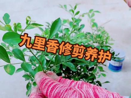 九里香日常如何修剪养护,看完都会了!#花卉绿植 #爱生活爱养花 #九里香 #九里香也叫千里眼