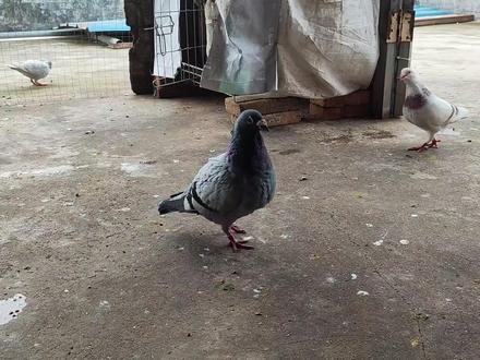 一雄配双雌,公鸽子是怎样做到两雌鸽同一笼子里趴窝的 #鸽子 #信鸽赛鸽 #鸽子信鸽 #种鸽