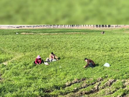 府河,挖野菜基地⛱#府河湿地 #府河大桥
