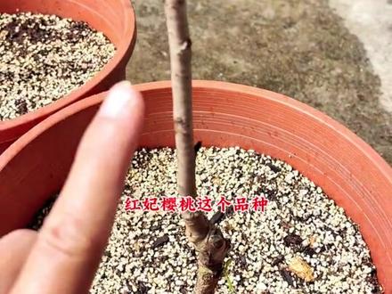 种下快半个月的红妃樱桃长新芽了#家庭种植 #楼顶花园 #养花 #种菜 #樱桃