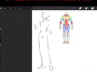 回复 @██的评论 我来了!#人体 #画画 #教程