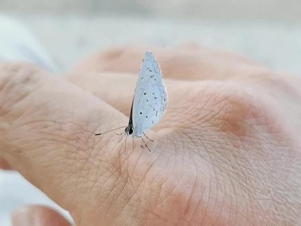 别人说我会招蜂引蝶 ,您相信吗?#蝴蝶 #昆虫 #招蜂引蝶