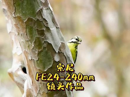 索尼FE24-240mm镜头作品@DOU+小助手#镜头 #鸟类 #知识分享 #大自然 #摄影 #摄影知识 #中视频伙伴计划