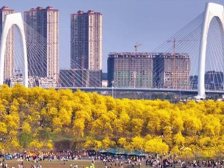 青秀山春日赏花顶流回归!第二届黄花风铃旅游季今日盛大开幕! #青秀山 #黄花风铃木 #黄花风铃木盛开