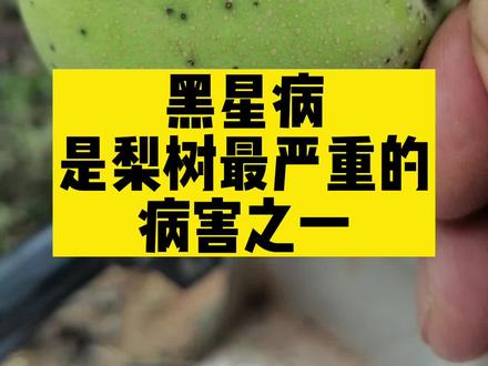 黑星病是梨树最严重的病害之一#农业技术推广 #农业 #心系三农服务三农 #抖音助农 #农业人