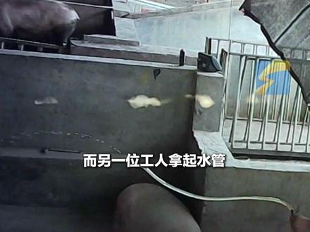 5月18日(报道),河北,【闪电新闻原创报道】未检疫生猪深夜隔省送入屠宰厂③ 活猪口中插入水管被疯狂灌水,后被迅速注入“封闭针” 。“为了快速增重、防止排尿 ” ,一小时后送入屠宰场。#生猪 #病死猪 #增重