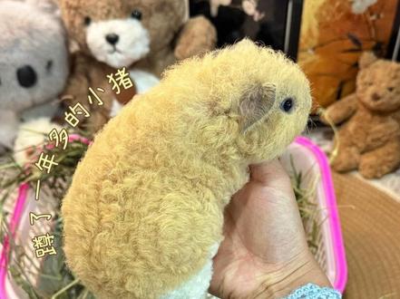 又买买买新猪了!第三代绵羊卷开箱🐑 #荷兰猪 #豚鼠 #荷兰猪豚鼠 #开箱
