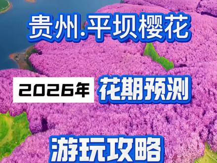 2026年平坝樱花近期状况及花期预测,想看樱花的朋友别错过#平坝樱花#贵州旅游
