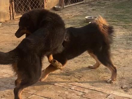 河曲藏獒 木墩独子小胖