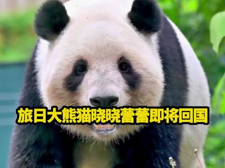 旅日最后两只大熊猫晓晓、蕾蕾(2021年出生于东京上野动物园的龙凤胎)将于1月27日归国,1月25日是其与日本游客最后见面日,它们的返程时间经中日协商较原计划提前近一个月,其离开也将让日本迎来1972年以来首次全国无大熊猫的时刻,日本民众满心不舍前往送别,愿两只熊猫平安归国,也欢迎日本民众来中国感受熊猫的可爱。#国宝大熊猫#大熊猫晓晓蕾蕾#大熊猫晓晓#大熊猫蕾蕾#旅日大熊猫晓晓蕾蕾即将回国