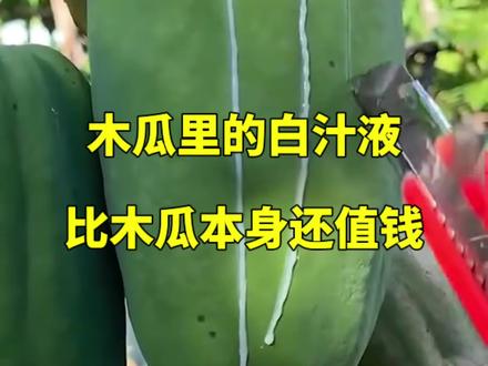 木瓜里的白汁液,比木瓜本身还值钱#科普#涨见识#创作者扶持计划#抖音知识年终大赏#知识前沿派对