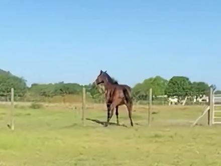 世界上名贵马匹,你知道几种#马 #知识 #科普 #马年