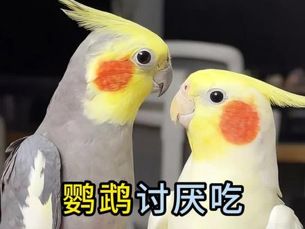 鹦鹉讨厌吃这三种水果 #鹦鹉 #鹦鹉吃水果