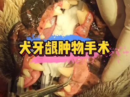 大型犬患有牙龈增生,肿物时,常因牙周袋里积累大量细菌继发牙周病或者因肿物太大咀嚼食物时出血疼痛等表现。通常发生疾病时,切除即可。组织送检病历切片判断性质。#医疗科普 #干货