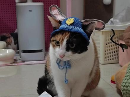 靠盲猜萝卜纸巾、偷瞄主人神情走红,“萝卜纸巾猫”一月涨粉58万,掀起“宠物历史上第一次期末考试”,还逐渐闯入文旅赛道#萝卜纸巾猫 #萌宠认物挑战 #晨视频主播说