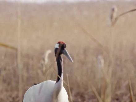 国家一级保护动物——丹顶鹤我们一起来了解一下 #丹顶鹤 #动物世界 #鸟类 #国家保护动物 #抖音