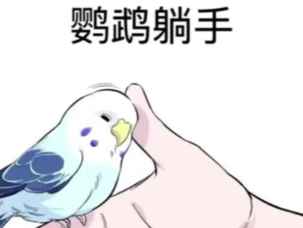鹦鹉躺手-前提是脱敏做到位#鹦鹉 #鹦鹉日常