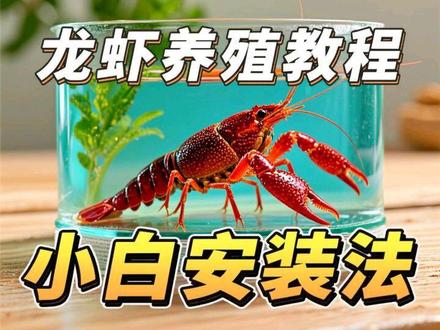 小白养“龙虾🦞”教程#OpenClaw#龙虾#AI