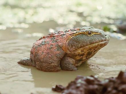 第 33 集: 没见过蛤蟆吃天鹅肉的,这次让你看看蛤蟆怎么一口一个怎么吃恐龙的 #史前星球 #恶魔角蛙 #动物世界