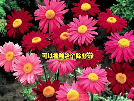 家里有院子或室外阳台的,可以种上这个除虫菊,苍蝇蚊子再也不敢靠近#除虫菊 #养花达人 #花卉种子