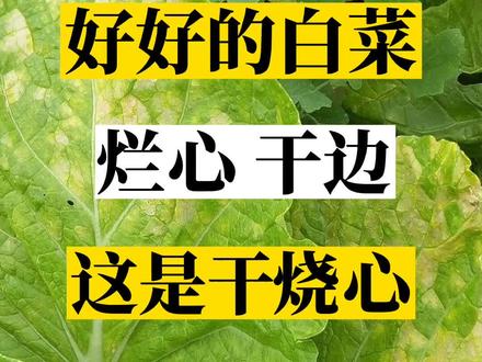 #三农 #抖音助农 #农业种植 #种植小技巧 #抖音三农热点 好好的白菜烂心干边这是干烧心@抖音小助手