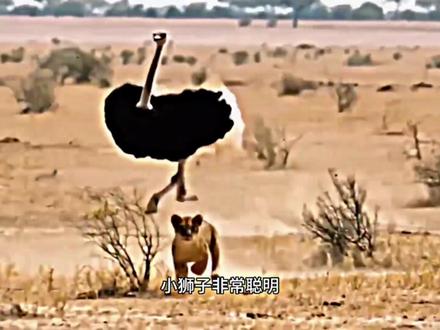 “攻防转移” #纪录片 #动物 #狮子 #压力 #鸵鸟