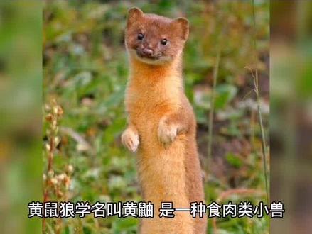 你觉得黄鼠狼对人类是有益还是有害呢?#每天跟我涨知识 #科普 #百亿流量扶持 #我要上热门 #dou是知识