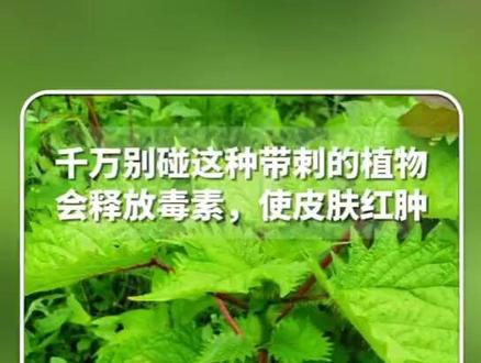 越不让碰越要伸手?小男孩“不信邪”试探带刺植物,痛得瞬间红温、连忙甩手。这是什么植物,为啥会有刺痛感? #活麻草咬人