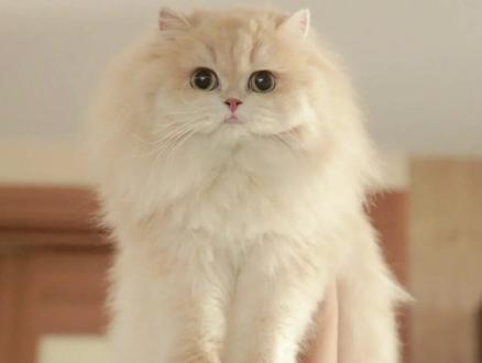 @铲屎官大人🐈 #抖音猫咪大百科 紫金渐层的鉴别方法有哪些。