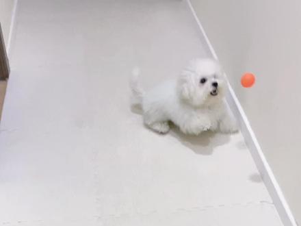 这是一篇超级干货、经验分享,实战总结大家在教狗狗巡回过程中会遇到的难题,解决办法。也是一篇关于一只狗狗如何从0到学会一项技能的“记录片”,想教狗狗玩发球机,想让狗狗会拿任何东西给你的一定要先教巡回,你会发现,教会它巡回之后,再教上述那些会很简单。如果觉得太无聊太长,又想看干货的朋友,我把进度条的时间标注出来。22秒-1分18秒,教巡回的基础逻辑和两个诀窍。2分44秒是跳过咬玩具阶段,直接在窝内扔玩具。3分39秒场外练习。4分07秒场外练习解决办法。我曾经是一个训练小白,但是却靠自己教会了我的狗30多项技能,每一项都很顺利,除了这个巡回,我一度放弃教它了,当时我搜网上的教程,却发现全部都说的很公式化,对于有些狗狗真正实操起来行不通,比如第二步让狗狗咬住玩具,根本塞不进嘴巴里,或者刚咬住看到我手里的吃的,它立马吐出来找我要吃的了,再或者拿到玩具回来看到人就跑,抓都抓不住,这些情况因狗而议。所以我这个视频讲的方法步骤可能不太一样,都是我实战总结出来的经验,建议想学的朋友先去搜一下基础教程,如果遇到问题你再看我的视频可能会比较明白一些。我教了狗狗两天,每天就五分钟左右,见好就收,因为狗狗每次能集中精力的时间也就5-10分钟左右,第一次剪这么长的视频,我能力有限,可能会表达的不太清楚,也恐怕因为视频时长节奏的问题导致很多人看不完,请大数据推给有需要的人吧。#狗狗巡回 #狗狗学技能 #狗狗故事 #萌宠成精了