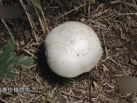 呼伦贝尔大草原的白蘑,药食同源见证亲人相聚和草原退化