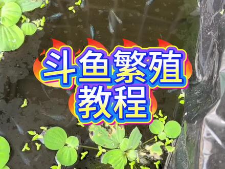 斗鱼繁殖教程 斗鱼如何繁殖今天一个视频教会你们#国斗 #鱼苗培育全过程 #养鱼日记 #同城