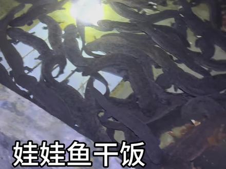 #娃娃鱼 #娃娃鱼养殖 #干饭人 一镜到底看娃娃鱼干饭!