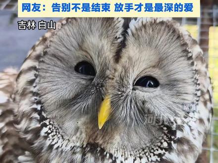 女子意外救助小猫头鹰 喂糖水吃鸡心 呆萌可爱捕获全家人的心 虽然不舍但回归自然才是最好的归宿 网友:告别不是结束 放手才是最深的爱 (原创)视频来源:@枫叶岭小两口 #猫头鹰 #情感共鸣 #动物的迷惑行为 #萌萌哒 #保护动物