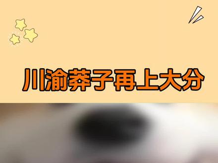 四川和山东的人设不倒啊,我真的要笑拥了#娱乐评论大赏 #四川 #高情商 #考公