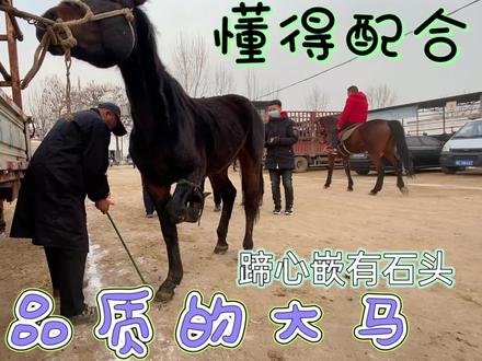 温血大马品质高贵,修过无数次蹄,能听懂人话懂得配合很会享受