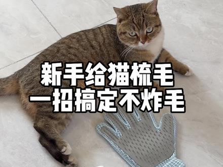 超详细小猫梳毛教程分享 #猫毛清理大作战 #猫毛清理工具 #最有效的除毛工具 #狸花猫