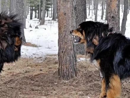 草地笨有啦....断奶了就接回来,感谢兄弟!
#狗狗 #呼伦贝尔 #狗是人类最忠诚的朋友 #草地笨 #蒙古獒