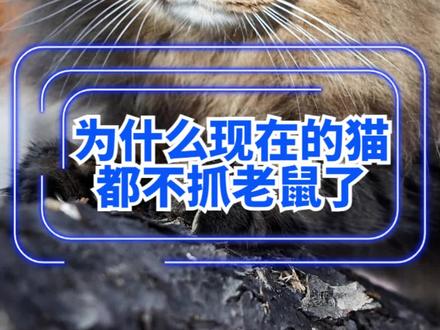 为什么现在的猫都不抓老鼠了?真相来了#猫咪知识百科 #猫咪#猫咪抓老鼠 #猫抓老鼠 #属于我的多巴胺夏天