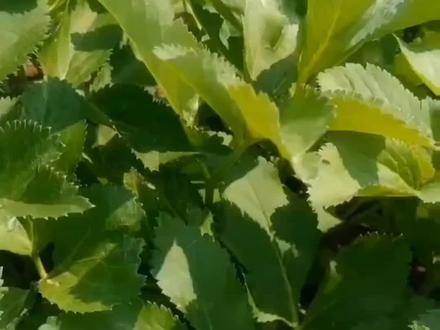 白芷种植技术