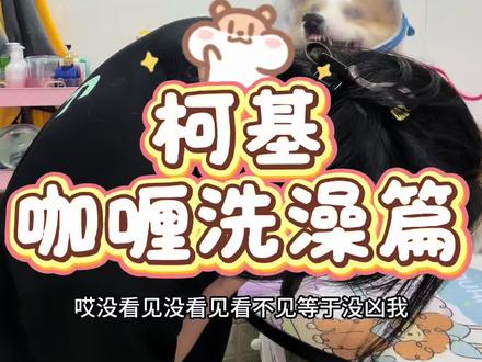 好好好,那些想看我被咬的,今天如愿了#养宠进阶指南 #显眼包ovo #宠物店 #柯基 #养宠日常护理 @DOU+上热门 @DOU+小助手 @抖音小助手