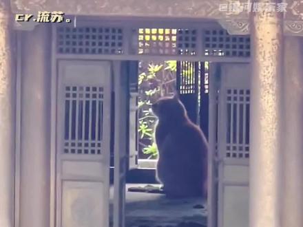 #在岳阳楼模型里躲雨的猫 微缩景观爱好者来说说!这个岳阳楼模型到底有多大能让一只猫来去自如!#猫咪 #治愈 #流浪猫