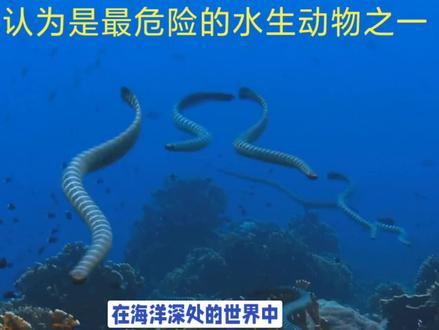 海蛇被认为是最危险的水生动物之一,它的攻击会让你感到恐惧!#海蛇 #海蛇有毒吗 #海洋生物 #持续走红计划